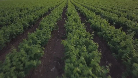 Vineyard aerial view at sunset Video stock 94238560