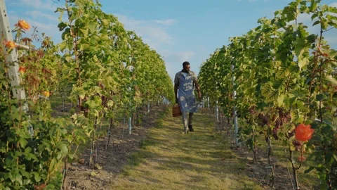 At vineyard afro-american winemaker walking through grapevines checking grape Stock Footage 116990821