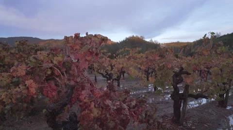 Vineyard after rain Video stock 56664930