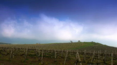 Vineyard against running clouds. Stock Footage 397210