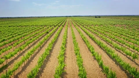 Vineyard agrecultural meadow.  Video stock 171236997