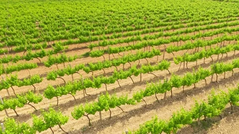 Vineyard agrecultural meadow.  Video stock 171237151
