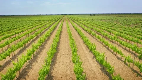Vineyard agrecultural meadow.  Video stock 171237186