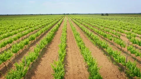 Vineyard agrecultural meadow.  Видео 171237397