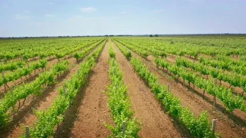 Vineyard agrecultural meadow.  Video stock 171237697
