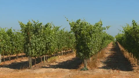 Vineyard agriculture Stock Footage 5089470