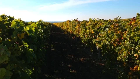 Vineyard from the air Stock Footage 82203959