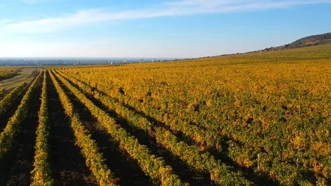 Vineyard from the air Stock Footage 82204050