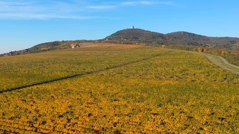 Vineyard from the air Stock Footage 82204198