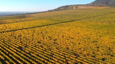 Vineyard from the air Stock Footage 82204231