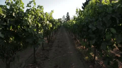 Vineyard Aisle Stock Footage 11516426