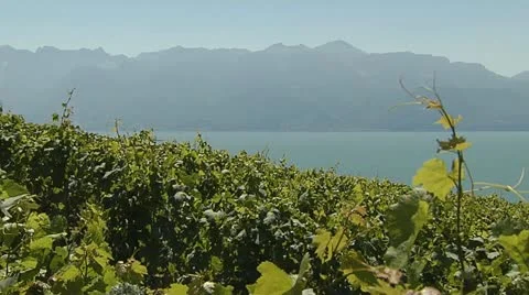 Vineyard with the Alps Stock Footage 11521996