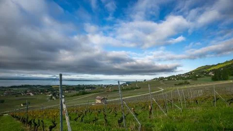 Vineyard and Clouds Stock Photos