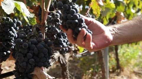 Vineyard and farmer Stock Footage 40681850