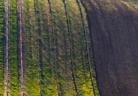 Vineyard and field in spring. Background Stock Photos