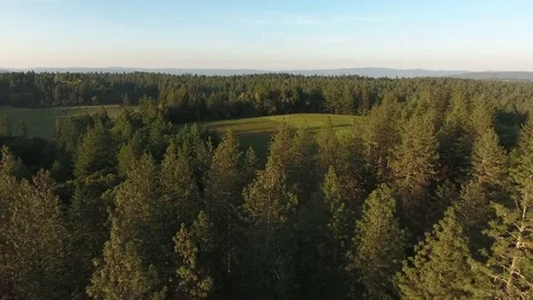 Vineyard and forest aerial Stock Footage 74753778