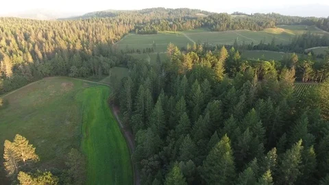 Vineyard and forest aerial Stock Footage 74753816