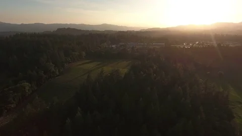 Vineyard and forest at sunset Stock Footage 74753753