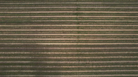 Vineyard and Grape Rows, Top Down Drone Shot. Parallel Lines Pattern From Stock Footage 255352359