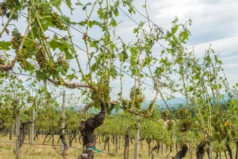 Vineyard and grapes damaged and crop destroyed after severe stor Stock Photos
