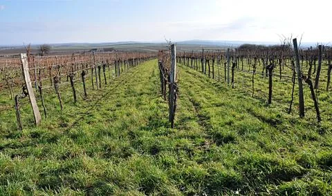Vineyard and grapes Stock Photos