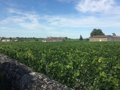 Vineyard and House Stock Photos