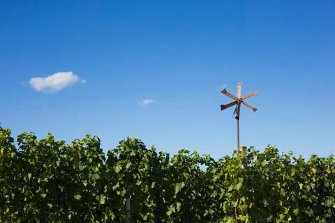 Vineyard and klopotec Foto stock