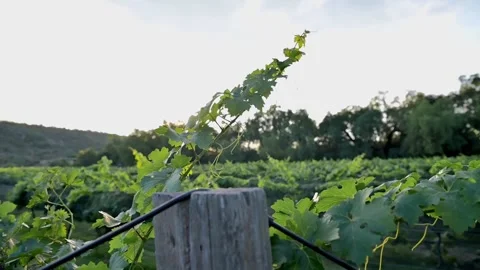 Vineyard and light entry sunset Mexico medium shot Stock Footage 339843115