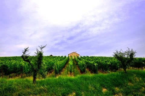 Vineyard and a lonely house in Bertinoro Stock Photos
