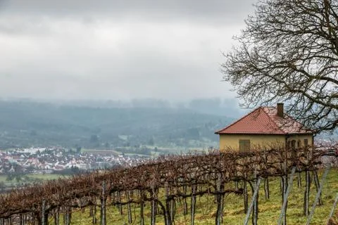 Vineyard and long lines of grapevines near the town Stock Photos