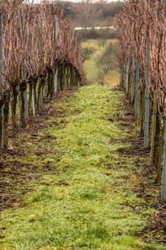 Vineyard and long lines of grapevines Stock Photos