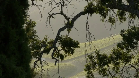 Vineyard and Oak Trees Video stock 75891761
