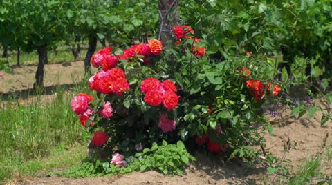 Vineyard and Roses Vidéo 25178584