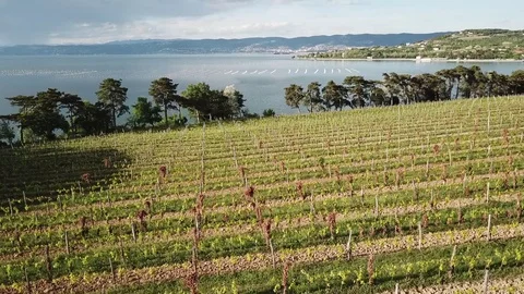 Vineyard and sea Video stock 129755712