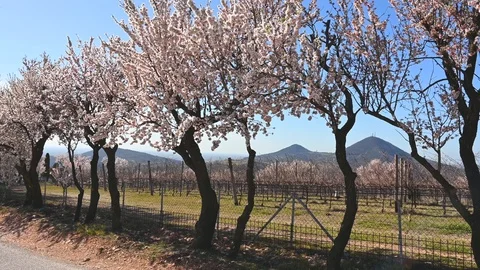 Vineyard and tree with branches in which  peach blossoms in bloom, colli euganei Stock Footage 105737484