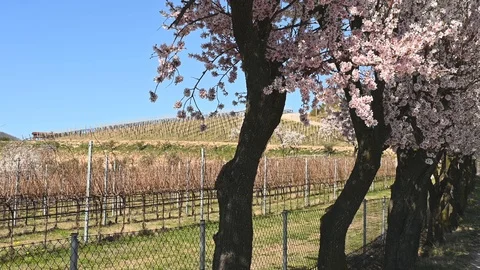 Vineyard and tree with branches in which  peach blossoms in bloom, colli euganei 動画素材 105737678