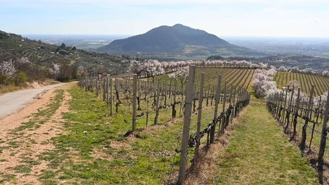 Vineyard and tree with branches in which  peach blossoms in bloom, colli euganei 動画素材 105740452