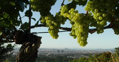 Vineyard and wine production. Stock Footage 315406181