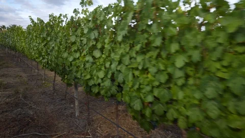 Vineyard in the Andes. Cafayate, Salta, North West Argentina. Video stock 103619085