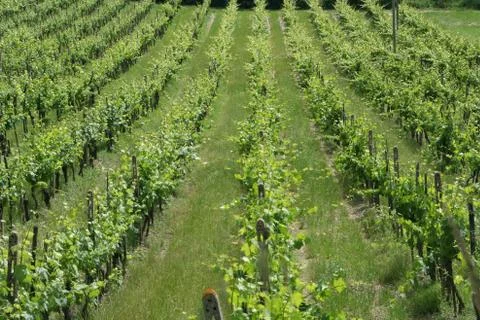 Vineyard arranged in multiple rows Stock Photos