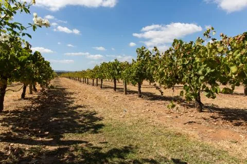Vineyard in Australia Stock Photos