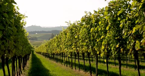 Vineyard in the Austrian Alps. Rows of grapes on the plantation Stock Footage 250660040