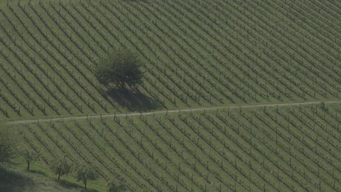 Vineyard at the Austrian Slovenian border in Styria Stock Footage 111183187