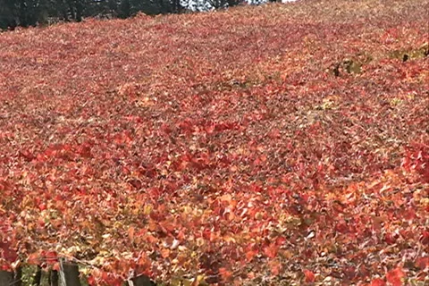 Vineyard autum SD-02 Video stock 37725044