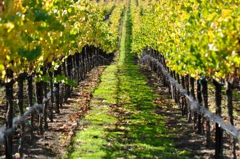 Vineyard in autumn fall Fotos de archivo