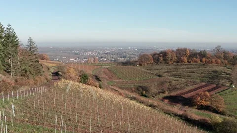 Vineyard in Autumn Video stock 153106026