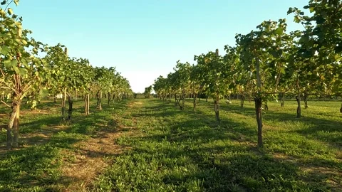 Vineyard in autumn Stock Footage 211674694