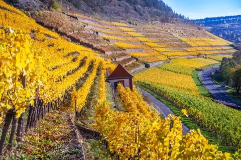 Vineyard in autumn on the mountainside Stock Photos