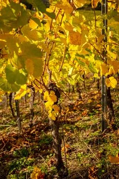 Vineyard in autumn on the mountainside Stock Photos