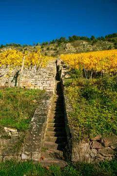 Vineyard in autumn on the mountainside Stock Photos